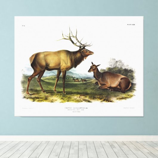 American Elk oder Wapiti Deer von Audubon Leinwanddruck (Insitu (Holzboden))