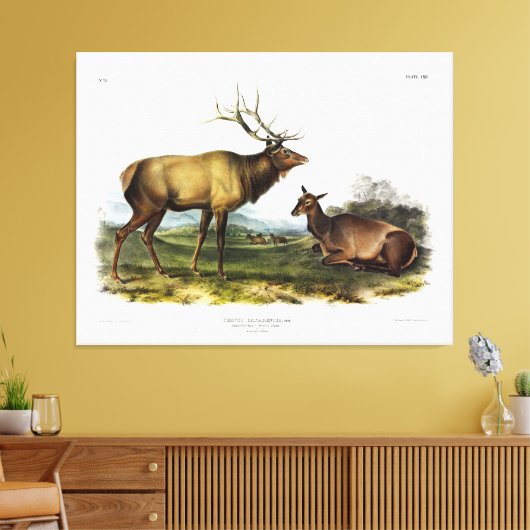 American Elk oder Wapiti Deer von Audubon Leinwanddruck (Insitu (Wohnzimmer))