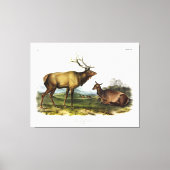 American Elk oder Wapiti Deer von Audubon Leinwanddruck (Vorderseite)