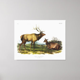 American Elk oder Wapiti Deer von Audubon Leinwanddruck