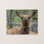 American Elk Puzzle (Horizontal)
