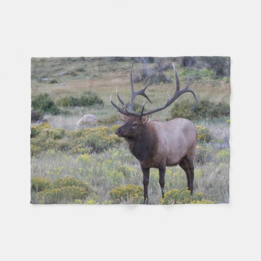 American Elk | Rocky National Park, Colorado Fleecedecke (Vorderseite (Horizontal))