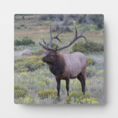 American Elk | Rocky National Park, Colorado Fotoplatte (Vorderseite)