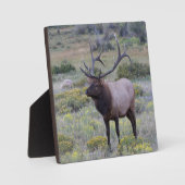 American Elk | Rocky National Park, Colorado Fotoplatte (Vorderseite)