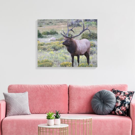 American Elk | Rocky National Park, Colorado Leinwanddruck (Insitu (Wohnzimmer))