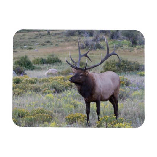 American Elk | Rocky National Park, Colorado Magnet (Horizontal)