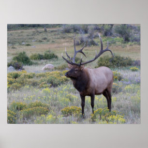 American Elk   Rocky National Park, Colorado Poster