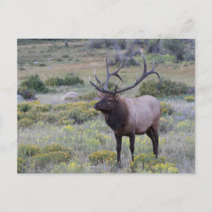 American Elk   Rocky National Park, Colorado Postkarte