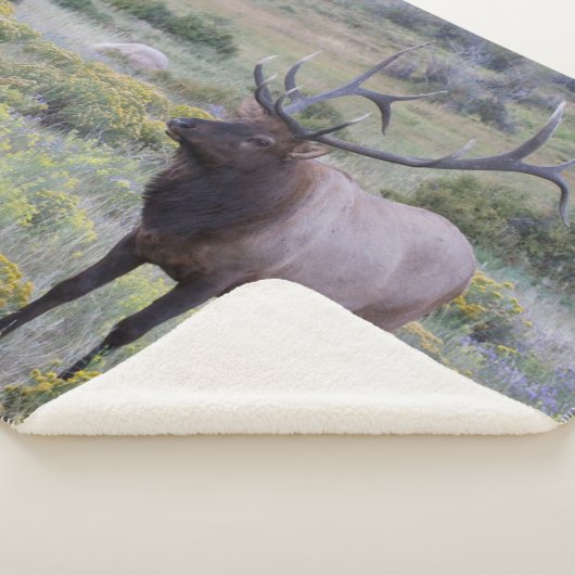 American Elk | Rocky National Park, Colorado Sherpadecke (3/4)