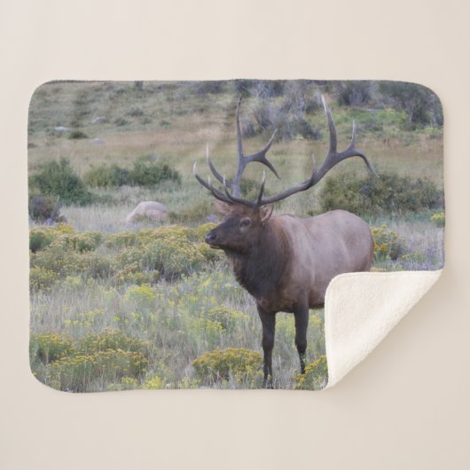 American Elk | Rocky National Park, Colorado Sherpadecke (Vorderseite (Horizontal))
