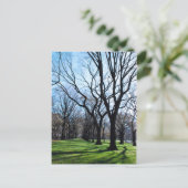 American Elm Trees Postcard Postkarte (Stehend Vorderseite)