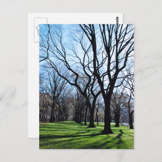 American Elm Trees Postcard Postkarte (Vorne/Hinten)