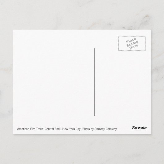 American Elm Trees Postcard Postkarte (Rückseite)