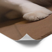 American Eskimo am Feuerplatz Weihnachten Poster (Ecke)