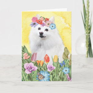 American Eskimo Blume Spring Karte