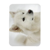 American Eskimo Dog Art Magnet (Vertikal)