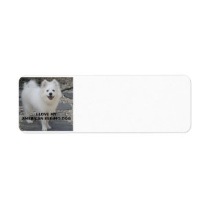 American_Eskimo_Dog_Liebe w pic