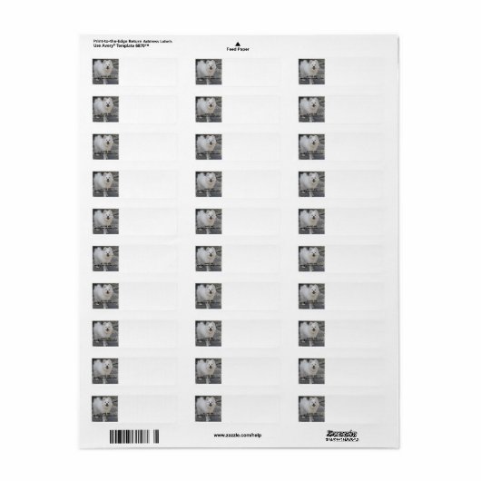 American_Eskimo_Dog_Liebe w pic (Vorne)