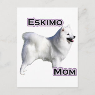 American Eskimo Dog Mama 4 Postkarte