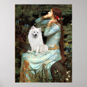 American Eskimo Dog - Ophelia sitzend Poster
