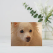 American Eskimo Dog Portrait Postkarte (Stehend Vorderseite)