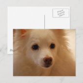 American Eskimo Dog Portrait Postkarte (Vorne/Hinten)