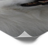 American Eskimo Dog Poster (Ecke)