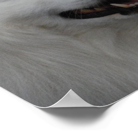 American Eskimo Dog Poster (Ecke)