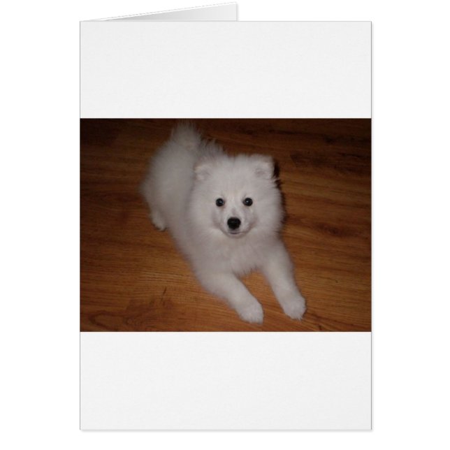 American_Eskimo_Dog_puppy (Vorne)