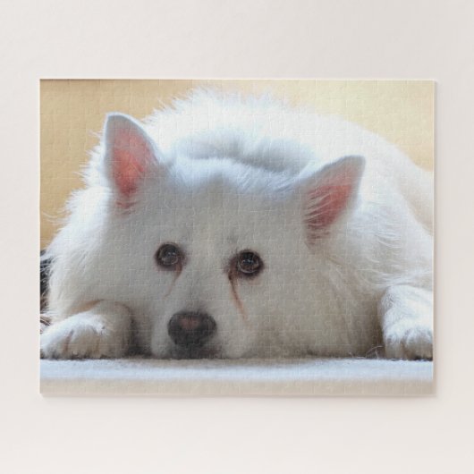 American Eskimo Dog Puzzle (Horizontal)
