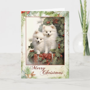 American Eskimo Dog Weihnachten