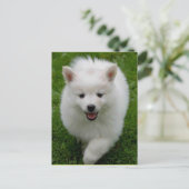 American Eskimo Eskie Puppy Doppy Blank Postkarte (Stehend Vorderseite)