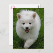 American Eskimo Eskie Puppy Doppy Blank Postkarte (Vorne/Hinten)
