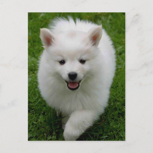American Eskimo Eskie Puppy Doppy Blank Postkarte (Vorderseite)