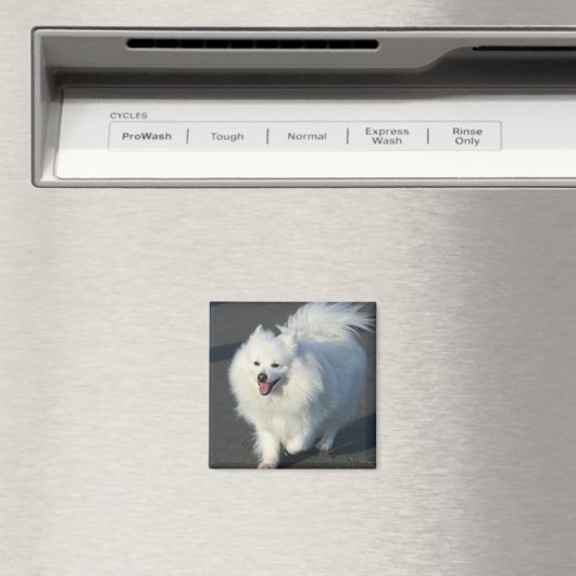 American Eskimo Magnet (In Situ (Geschirrspüler))