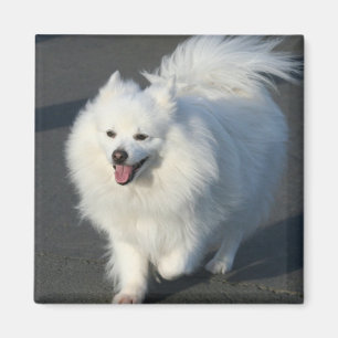 American Eskimo Magnet