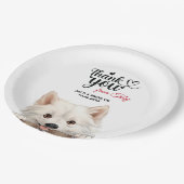 American Eskimo Pappteller (Schrägansicht)