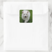 American Eskimo Puppy Docker / Label Quadratischer Aufkleber (Tasche)