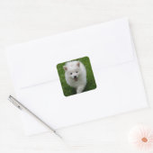 American Eskimo Puppy Docker / Label Quadratischer Aufkleber (Umschlag)