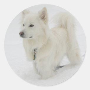 American Eskimo Puppy Docker / Label Runder Aufkleber