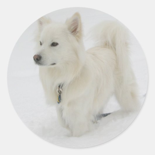 American Eskimo Puppy Docker / Label Runder Aufkleber (Vorderseite)