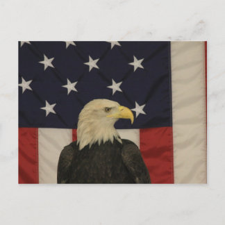 American Flag and Bald Eagle Post Card Postkarte