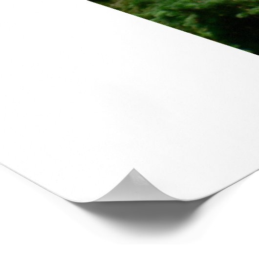 American Flag Display Poster (Ecke)