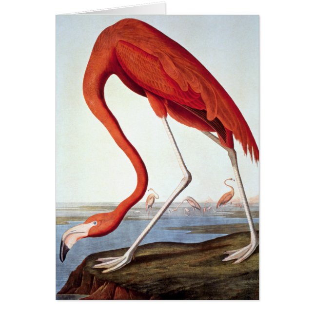 American Flamingo (Vorne)