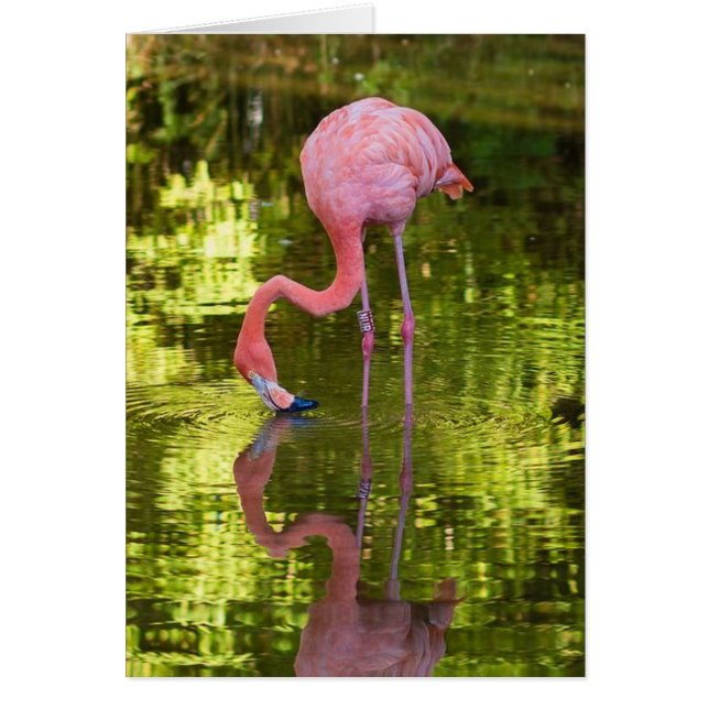 American Flamingo (Vorne)