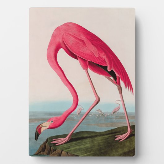 American Flamingo Birds of America Audubon Print Fotoplatte (Vorderseite)