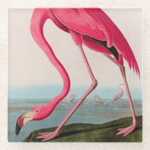 American Flamingo Birds of America Audubon Print Glasuntersetzer