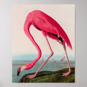 American Flamingo Birds of America Audubon Print Poster