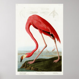 American Flamingo by John James Audubon Poster