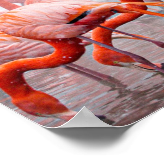 American Flamingo, farbiger Vogel, Poster (Ecke)